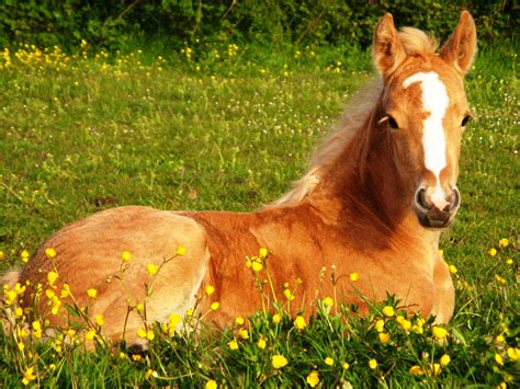 free horse pictures.